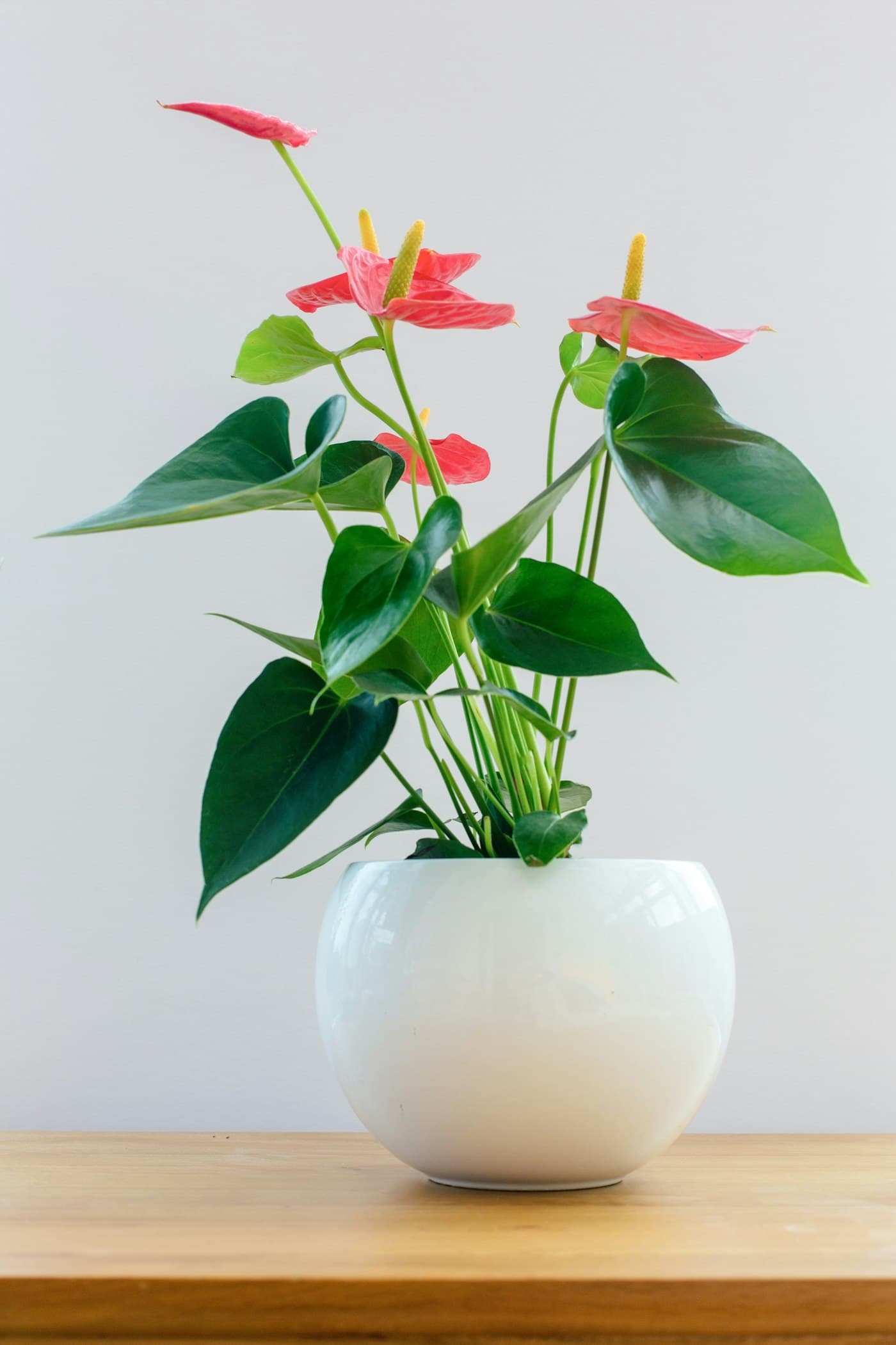 Anthurium à fleurs rouges dans un pot blanc