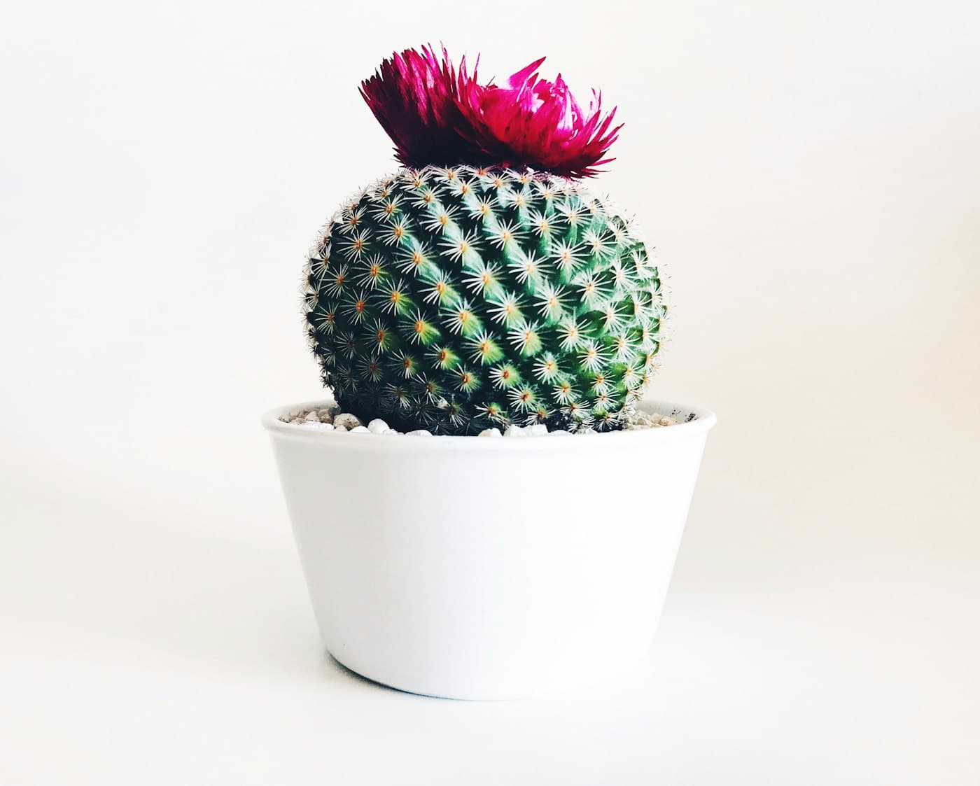 Petit cactus à fleur rose dans un pot blanc