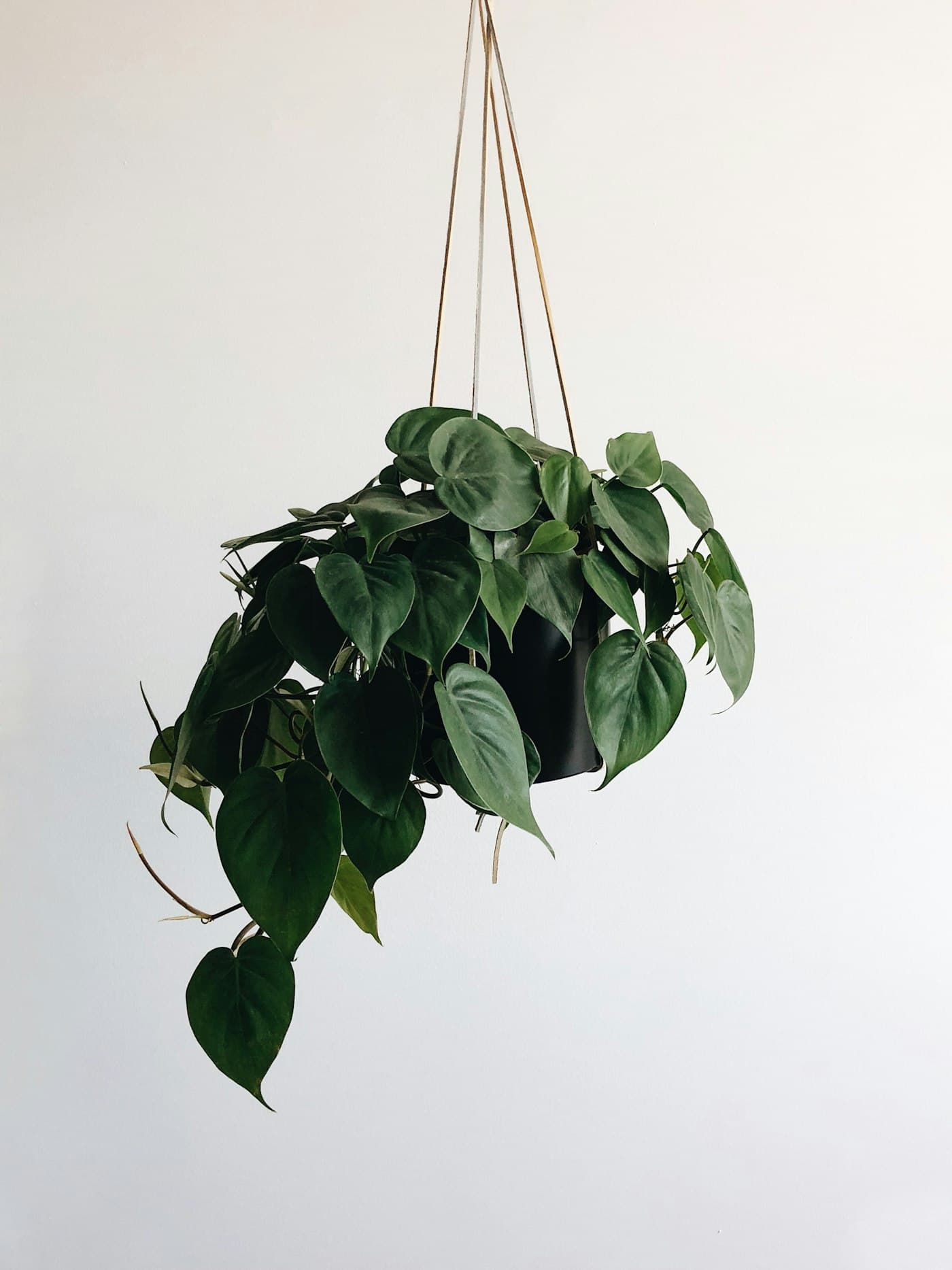 Pothos retombant dans une suspension devant un mur blanc
